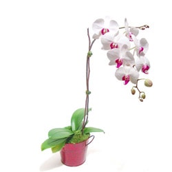 orkide saks iei salon bitkisi Ankara iek gnder firma rnmz  
