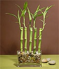 Ankara çiçek gönder firmamızdan görsel ürün  bambu şans bambusu saksı çiçeği iç mekan bitkileri süs bitkisi