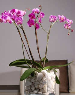 vazo içerisinde tek dal saksı orkide çiçeği bitkisi Ankara çiçek gönderimi site ürünümüz  