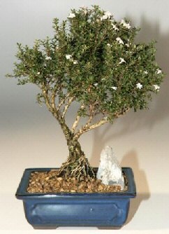 Bonsai kk japon aac i mekan ss bitkisi Anneye , sevgiliye her tr sevene  