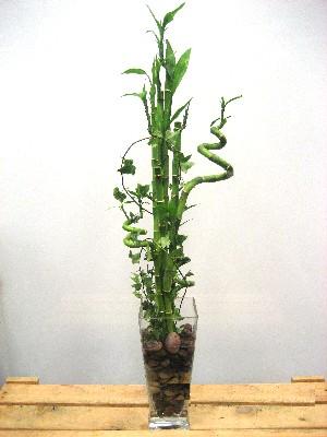 Ankara iek yolla dkkanmzdan  Lucky Bamboo ans melei iei bambu iei